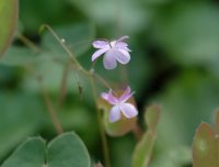 Dainty little pink flowers